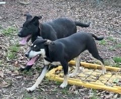 SPIRIT, an adoptable Rottweiler & German Shepherd Dog Mix in East Dover, VT_image-5