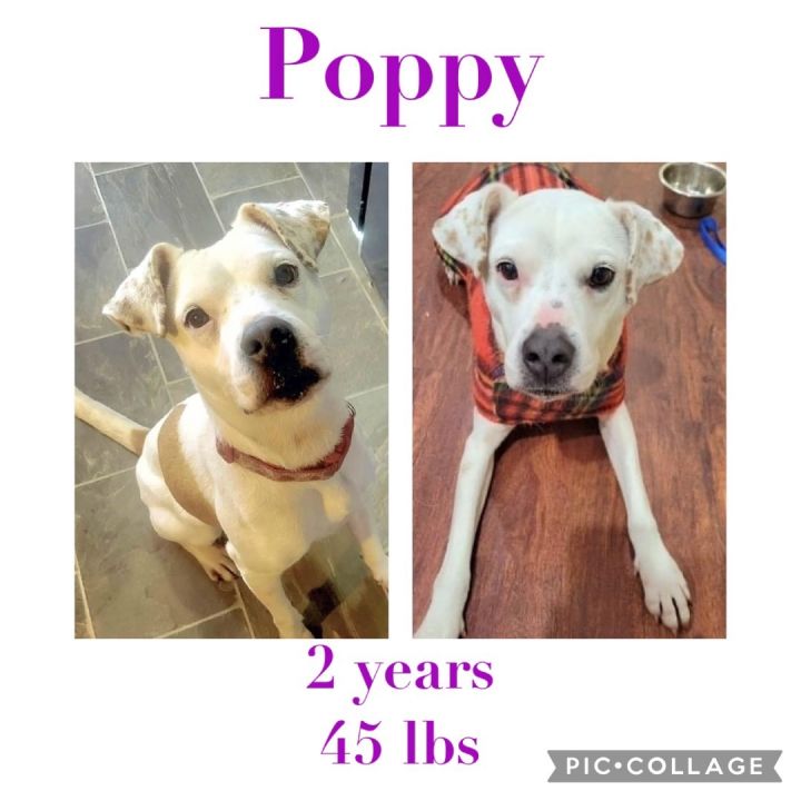 Poppy, an adoptable American Bulldog Mix in Virginia Beach, VA_image-1