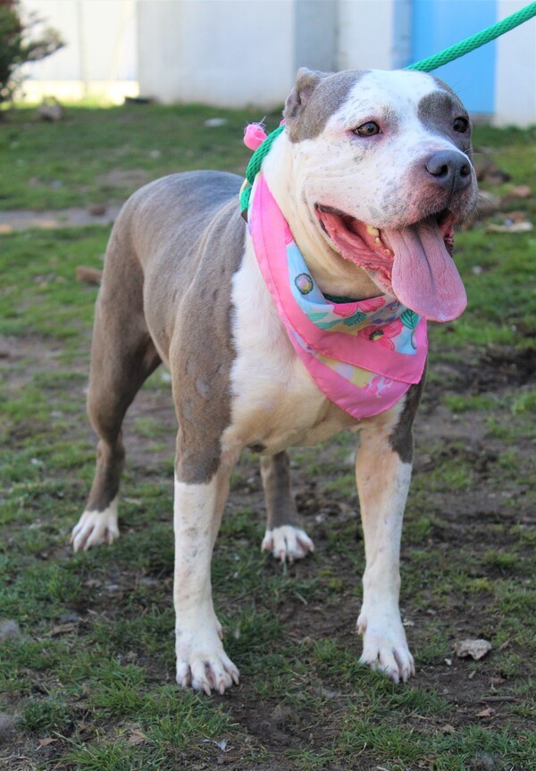 Cali, an adoptable Pit Bull Terrier Mix in Newark, NJ_image-2