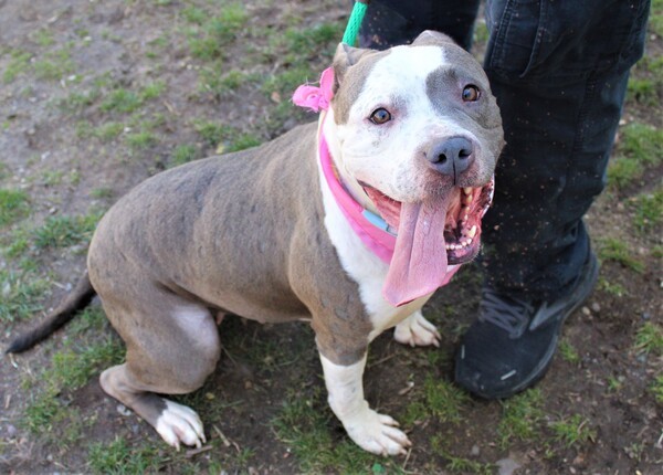 Cali, an adoptable Pit Bull Terrier Mix in Newark, NJ_image-3