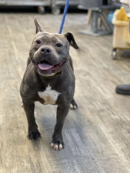 Frenchie, an adoptable Staffordshire Bull Terrier Mix in Winnsboro, SC_image-1