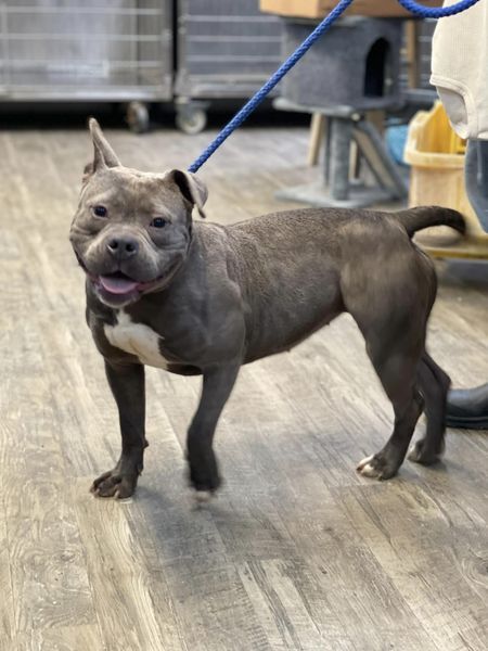 Frenchie 4