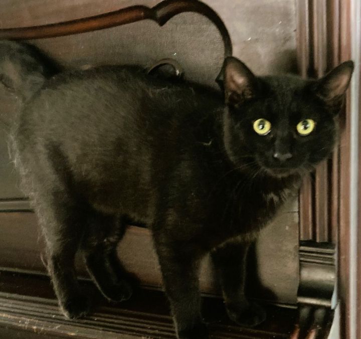 Merlin 2