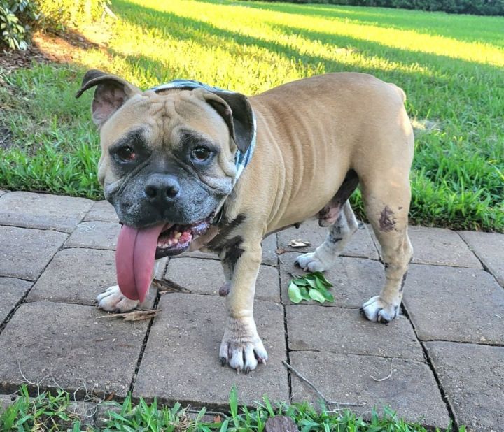 Barrett, an adoptable Terrier & French Bulldog Mix in Riverview, FL_image-1