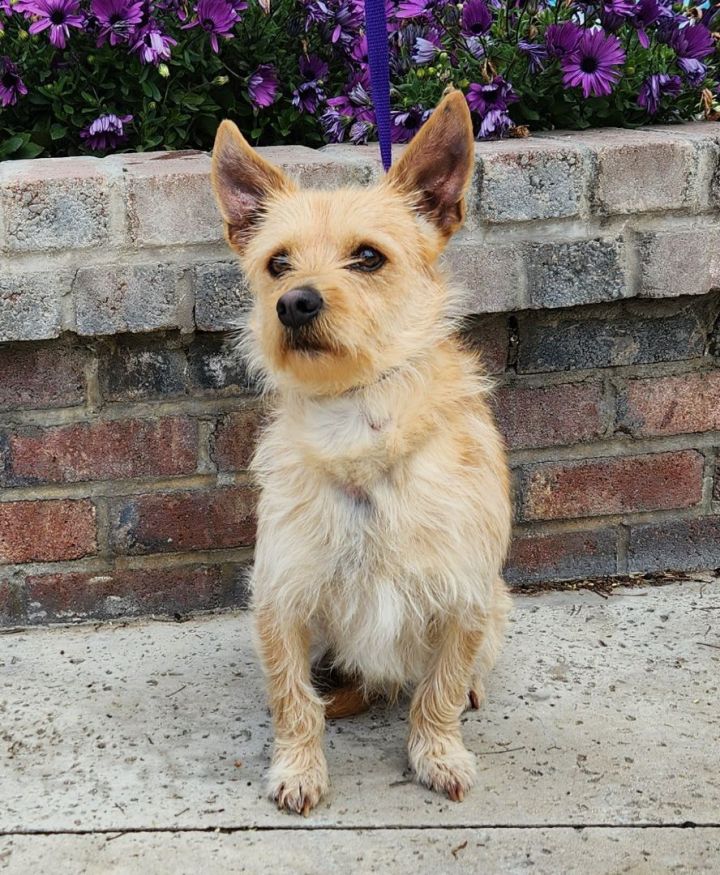 Smoky, an adopted Terrier Mix in Lathrop, CA_image-1