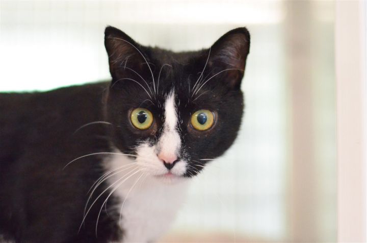 Carley, an adoptable Domestic Short Hair in Winton, NC_image-2