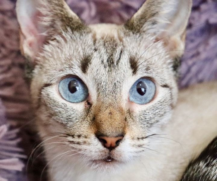Catrese, an adopted Siamese Mix in Saint Augustine, FL_image-4