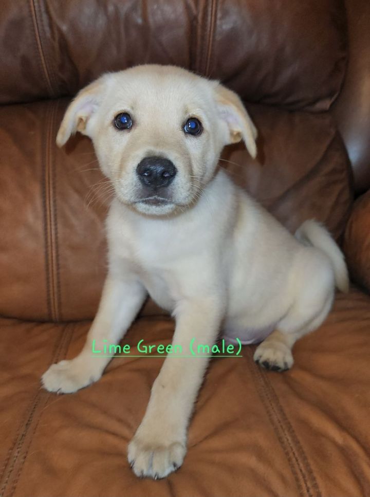 Great pyrenees sale lab mix puppies