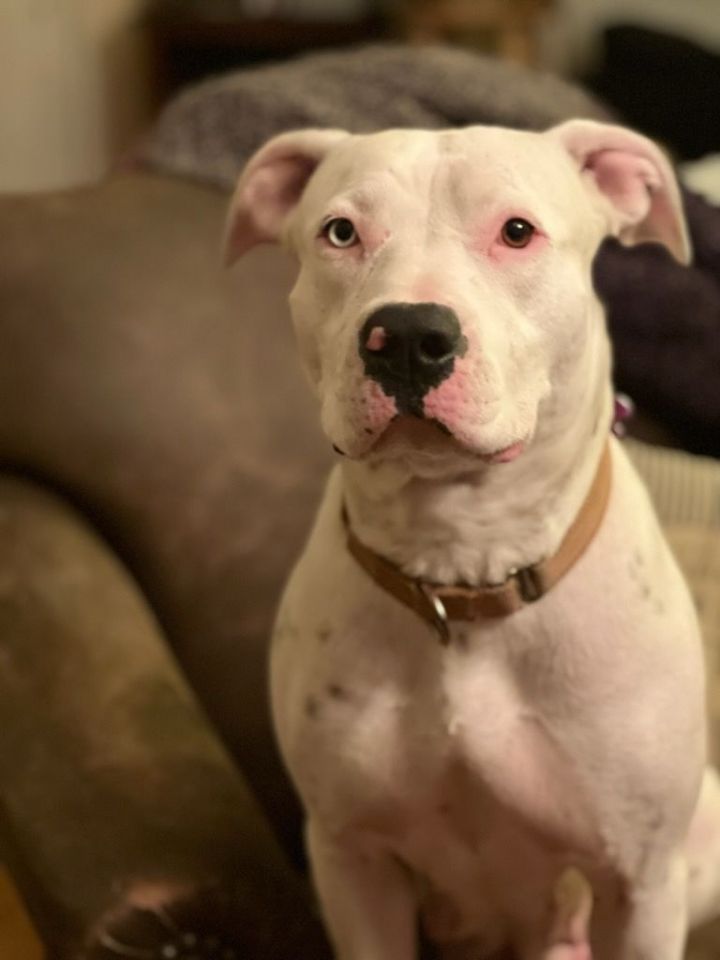 White best sale pitbull mix