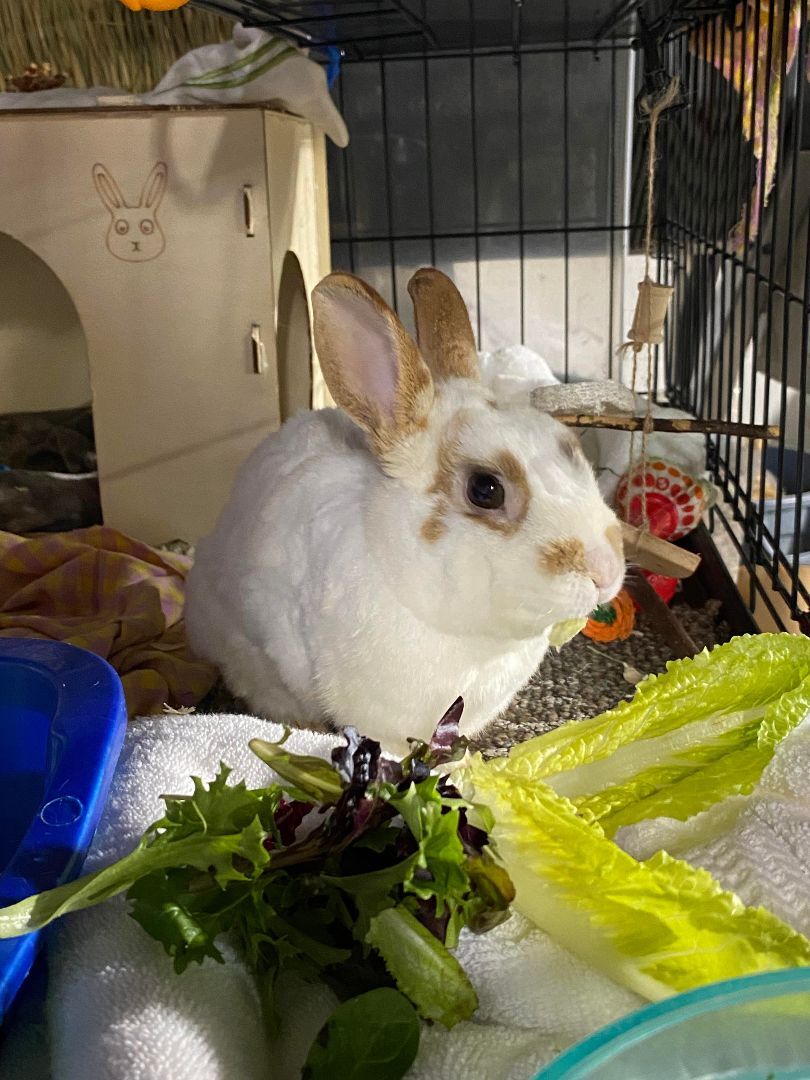 Rabbit for adoption - Tater Tot, a Dwarf Eared in Hillside, NJ | Petfinder