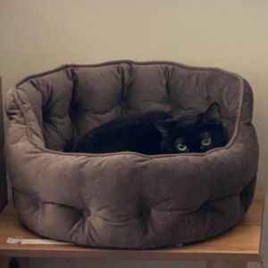 Adelle is a sweet girl who gave birth to five kittens She is very sweet but ve