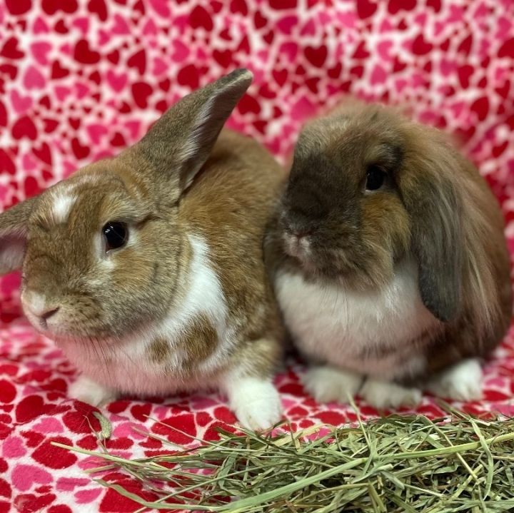 Cinnamon mini hot sale lop