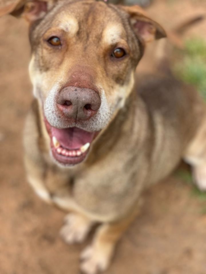 Camel (foster to adopt) 2
