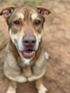 Camel (foster to adopt)