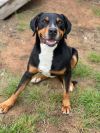 Niko (foster to adopt)