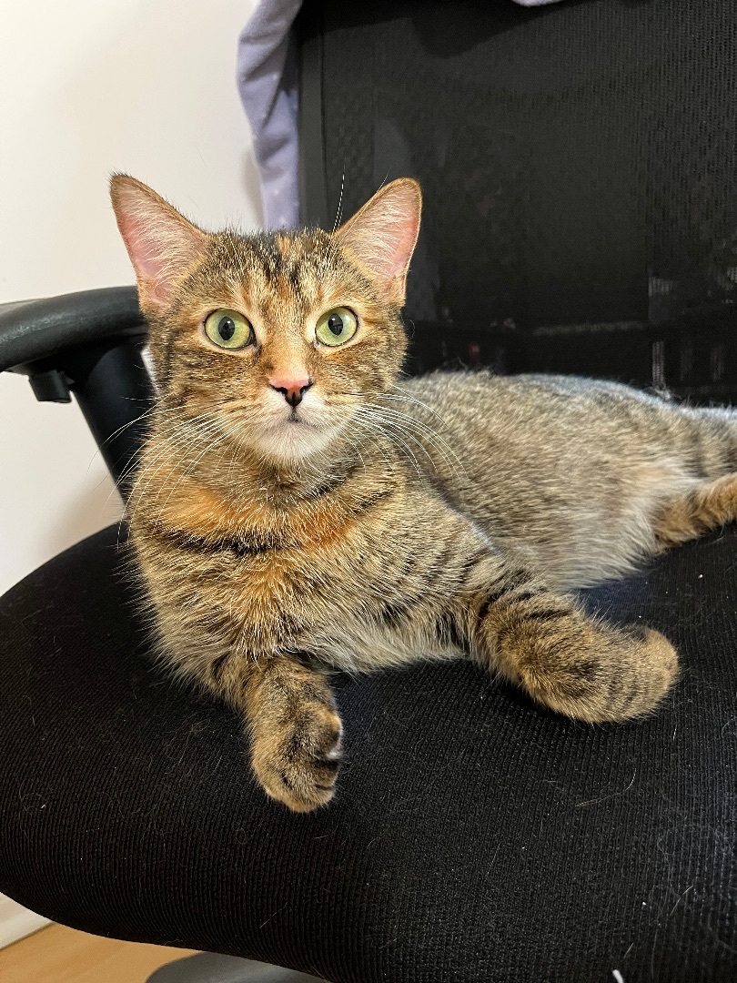 Cat for adoption ZoePet Valu Mavis, a Domestic Short Hair in