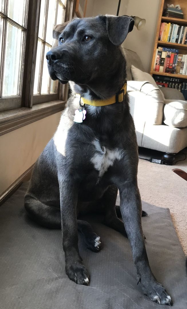 Sydney, an adoptable Labrador Retriever Mix in Manhattan, KS_image-5
