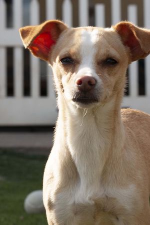 Wynnona Chihuahua Dog