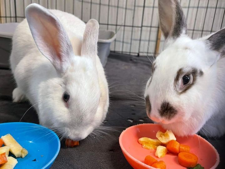 Yen and Dutchess (Bonded Pair) 1