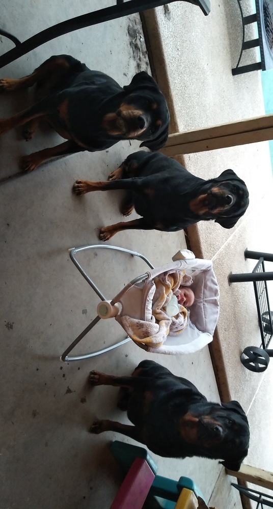 Novah, an adoptable Rottweiler in Gilbert, AZ, 85296 | Photo Image 1