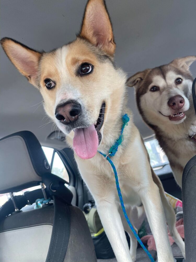 Loki, an adoptable Husky in Troy, AL, 36081 | Photo Image 2