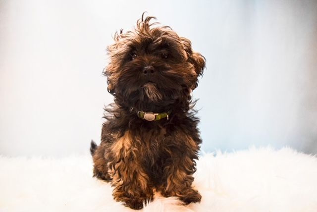 Zebra, an adopted Shih poo in Decatur, IL_image-2
