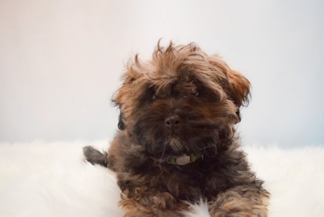 Zebra, an adopted Shih poo in Decatur, IL_image-1