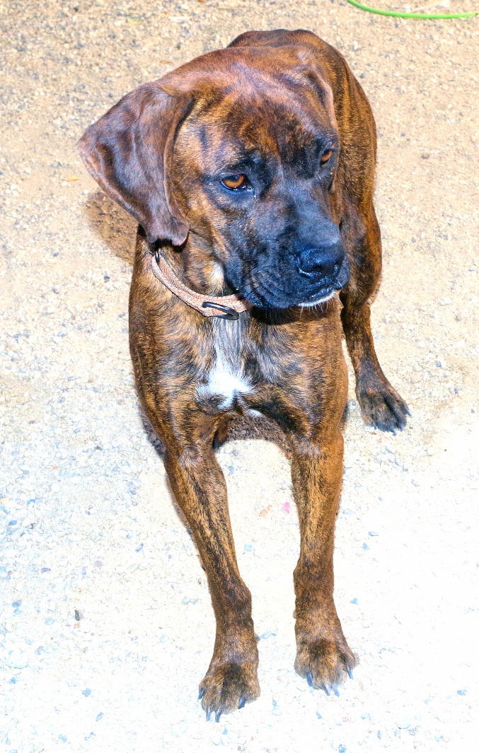 SOLAR, an adoptable Boxer in Kuna, ID, 83634 | Photo Image 2