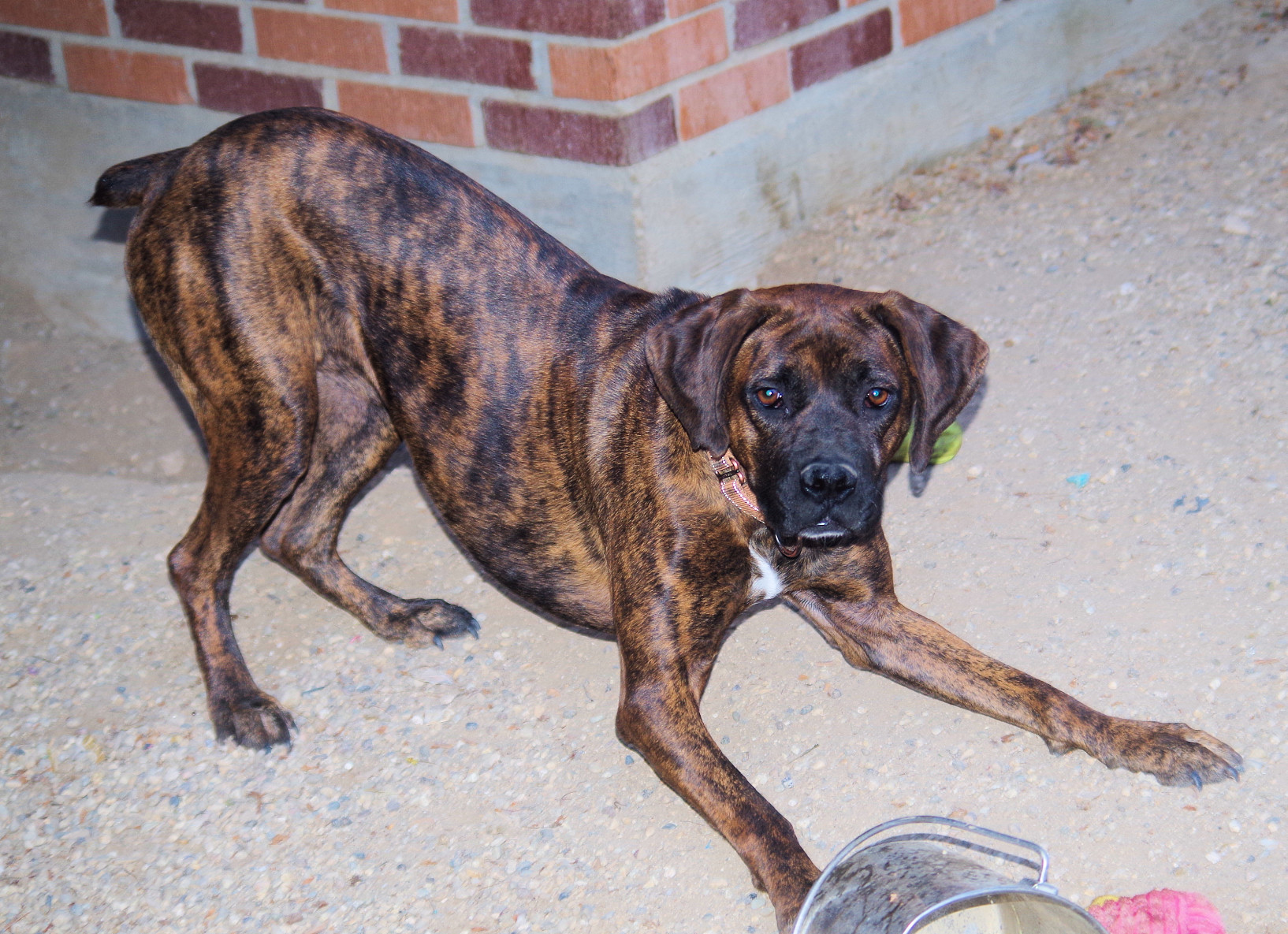 SOLAR, an adoptable Boxer in Kuna, ID, 83634 | Photo Image 1
