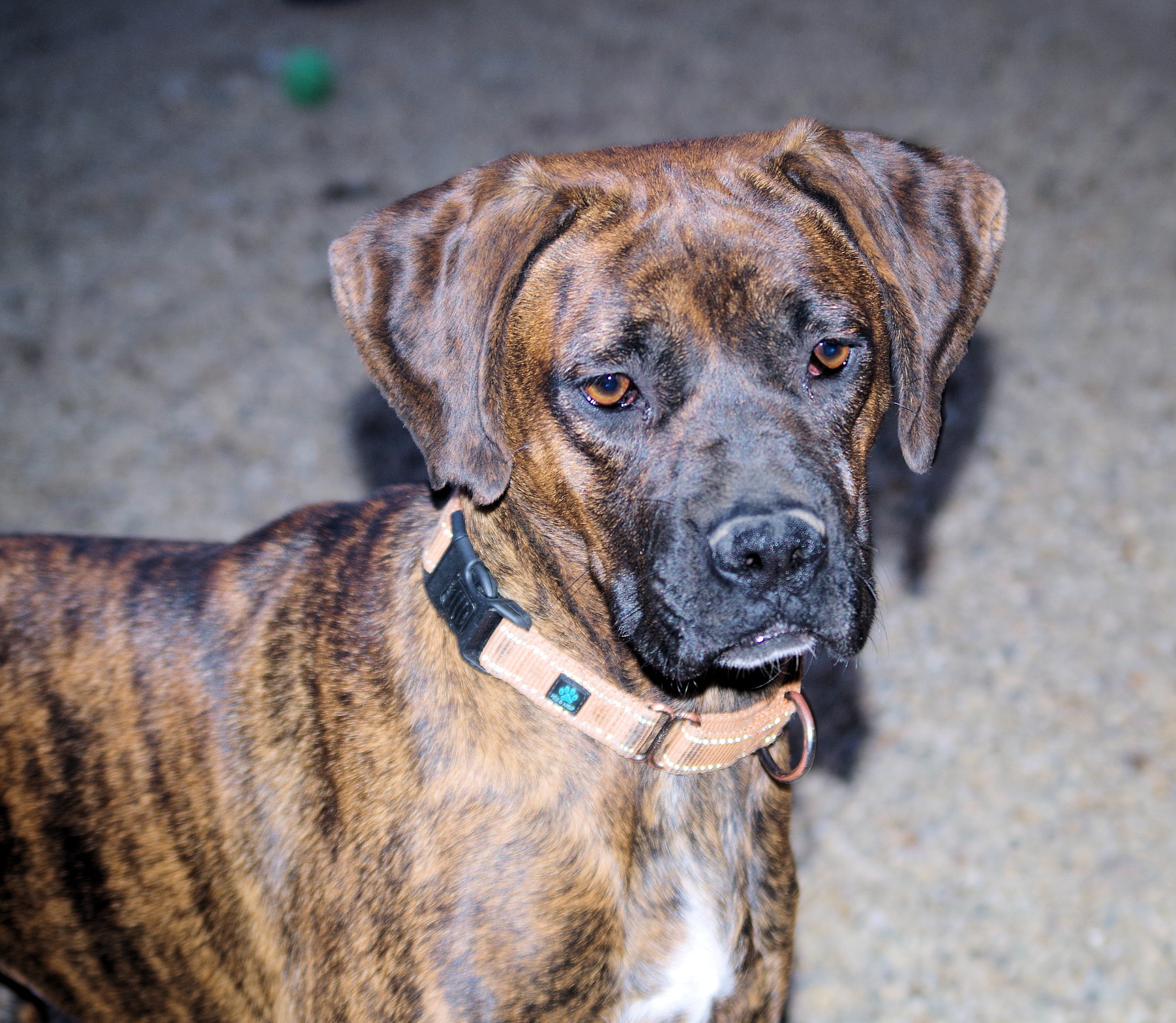 SOLAR, an adoptable Boxer in Kuna, ID, 83634 | Photo Image 4
