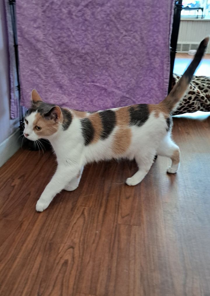 Thelma, an adoptable Calico in Wild Rose, WI_image-2