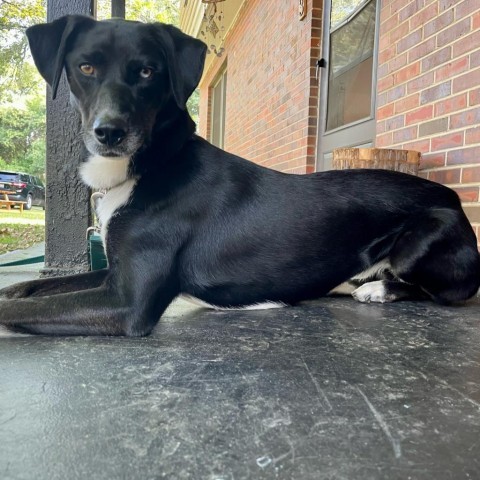 Kiana, an adoptable Labrador Retriever, Shepherd in Tuscaloosa, AL, 35401 | Photo Image 1