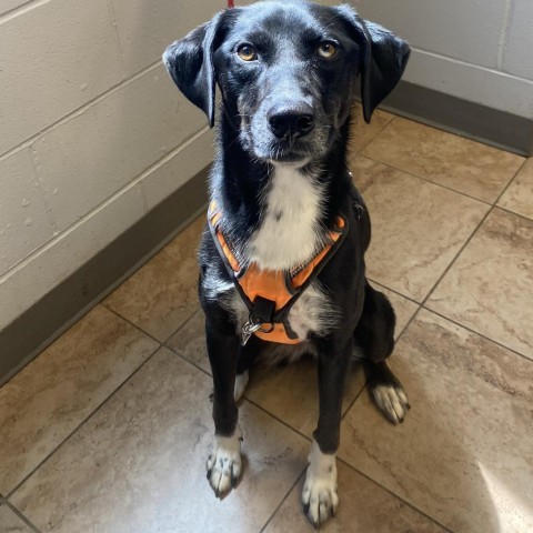 Kiana, an adoptable Labrador Retriever, Shepherd in Tuscaloosa, AL, 35401 | Photo Image 2