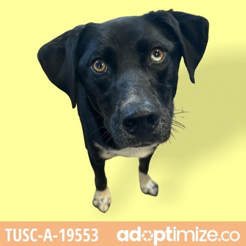 Kiana, an adoptable Labrador Retriever, Shepherd in Tuscaloosa, AL, 35401 | Photo Image 3