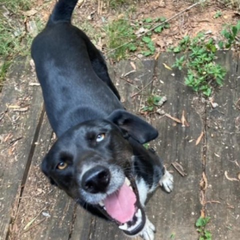 Kiana, an adoptable Labrador Retriever, Shepherd in Tuscaloosa, AL, 35401 | Photo Image 4