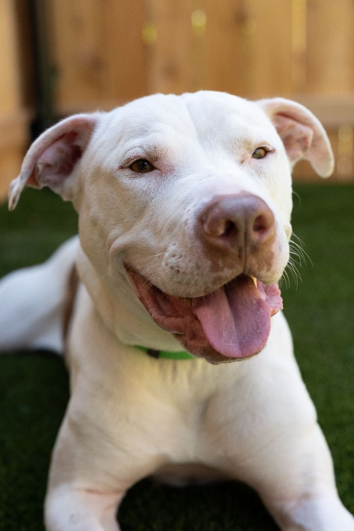Dooley, an adoptable American Bulldog Mix in Naperville, IL_image-3