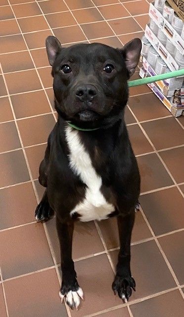 Ramen, an adoptable German Shepherd Dog, Pit Bull Terrier in Prudenville, MI, 48651 | Photo Image 1