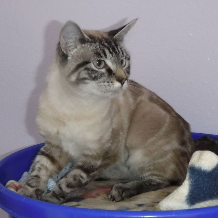 Cat for adoption - Rose - Sweet Torbie Point Siamese - Stub Tail, a ...