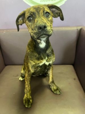 Durham in NH! Partially Sponsored Adoption fee! Now $300