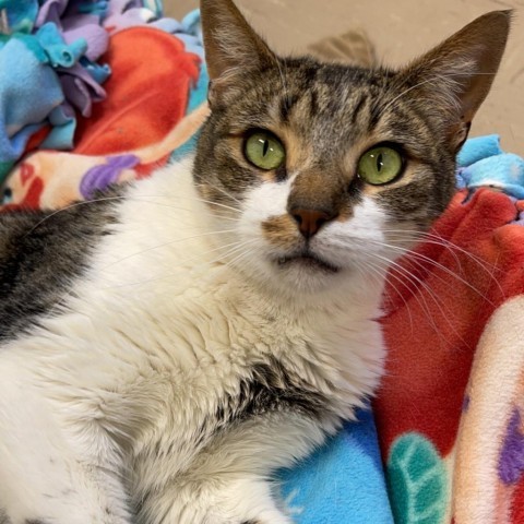 Samson, an adoptable Domestic Short Hair in St. Helena, CA, 94574 | Photo Image 1