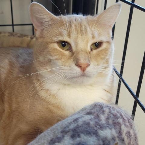 Gabby, an adoptable Domestic Medium Hair in Carroll, IA, 51401 | Photo Image 1