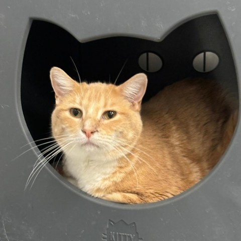 Gabby, an adoptable Domestic Medium Hair in Carroll, IA, 51401 | Photo Image 1