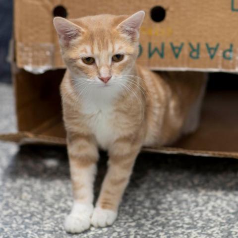 Gabby, an adoptable Domestic Medium Hair in Carroll, IA, 51401 | Photo Image 3