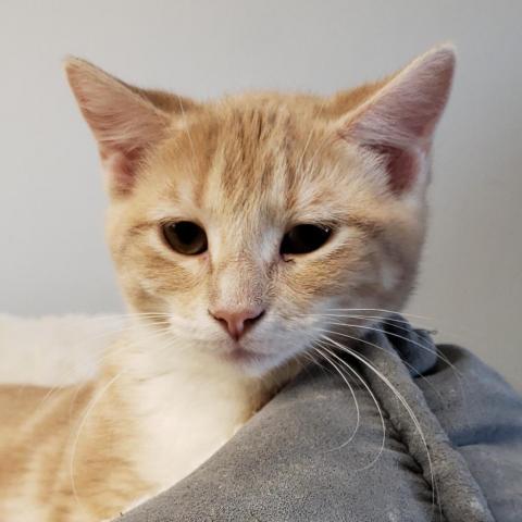 Gabby, an adoptable Domestic Medium Hair in Carroll, IA, 51401 | Photo Image 5