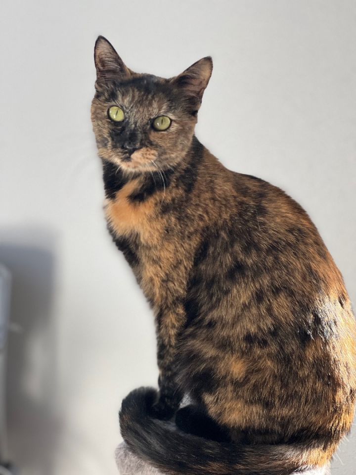 Tortoiseshell cats for store adoption near me