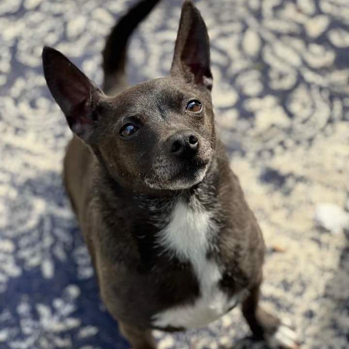 All black hot sale rat terrier