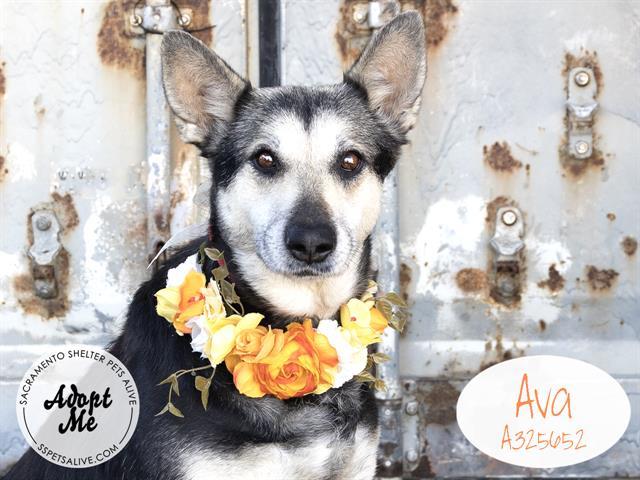 AVA, an adoptable German Shepherd Dog in Stockton, CA, 95206 | Photo Image 1