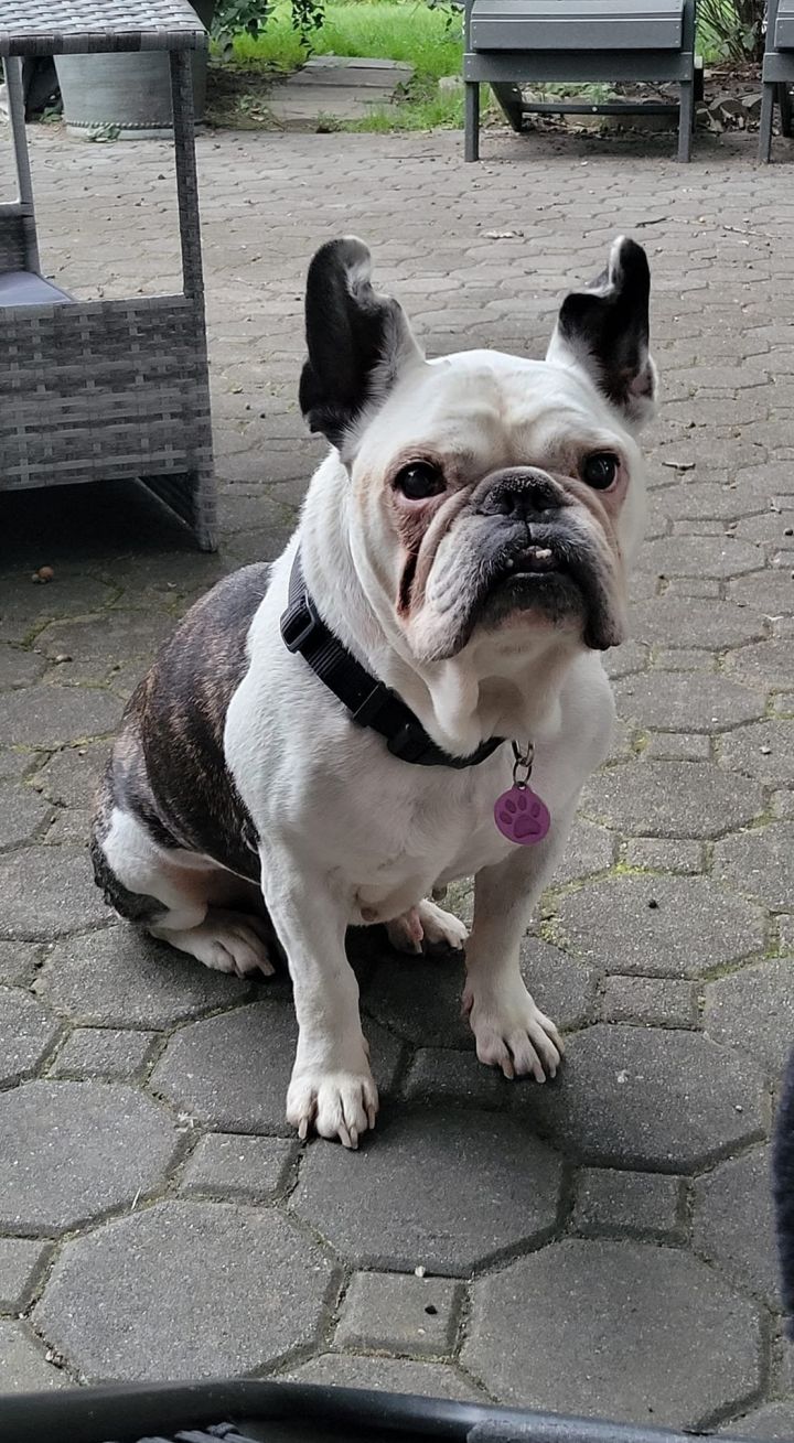 english french bulldog mix puppies