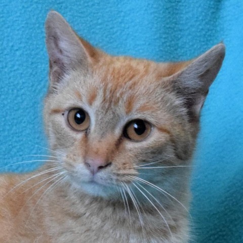 Cabbage Patch, an adoptable Domestic Short Hair in Eureka, CA, 95503 | Photo Image 1