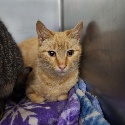 Cabbage Patch, an adoptable Domestic Short Hair in Eureka, CA, 95503 | Photo Image 2